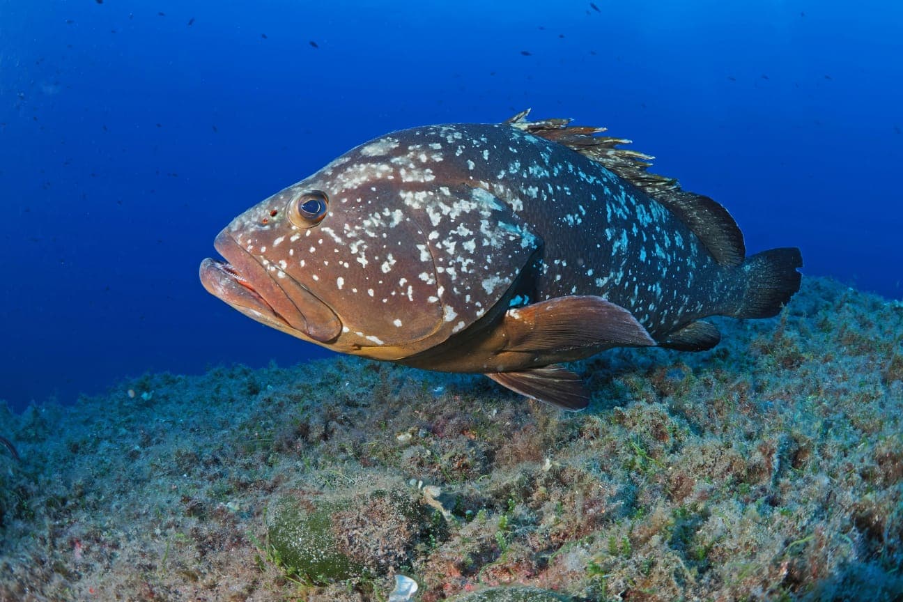 Ocean Wealth Ceylon Environment