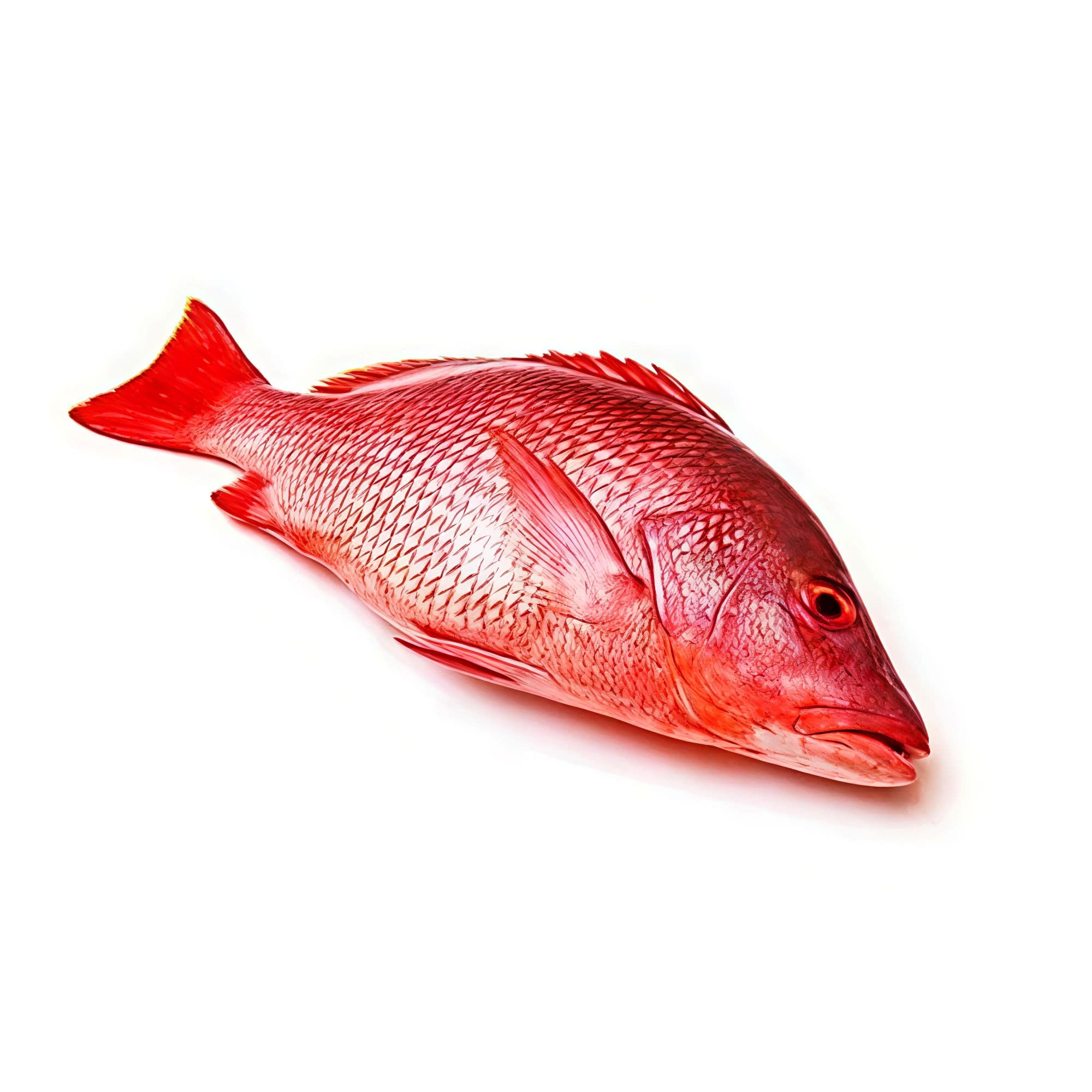 Ocean Wealth Ceylon Environment